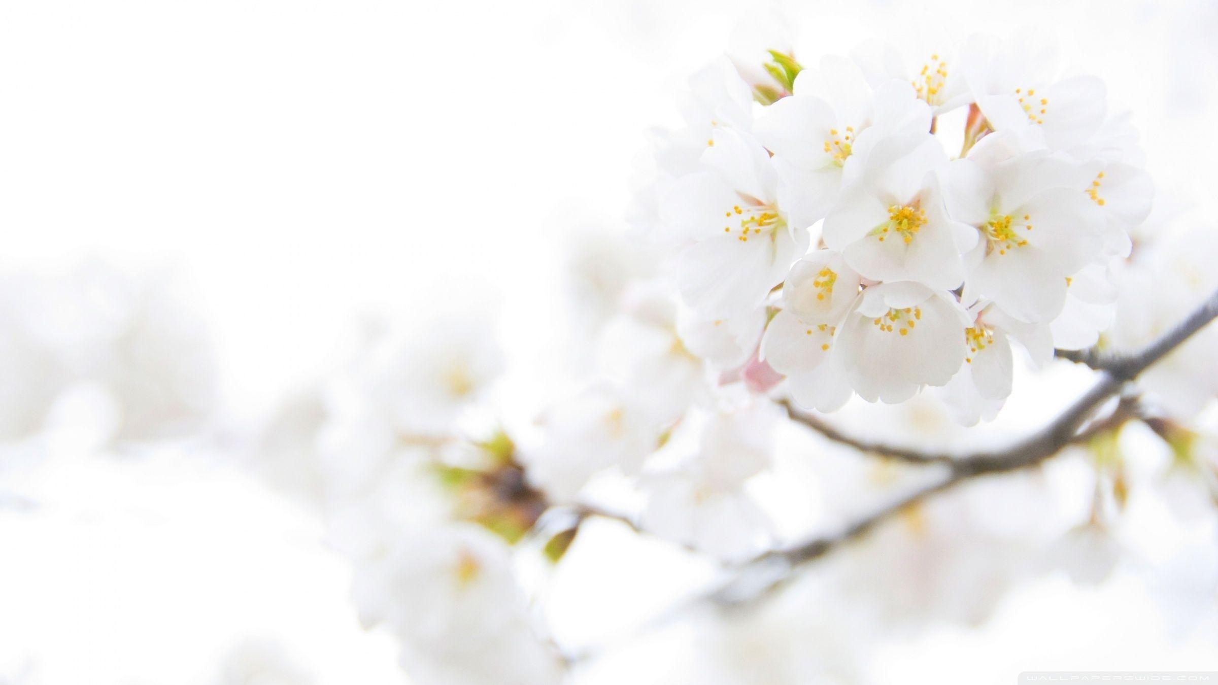 2400x1350 Flowering White Wallpaper
