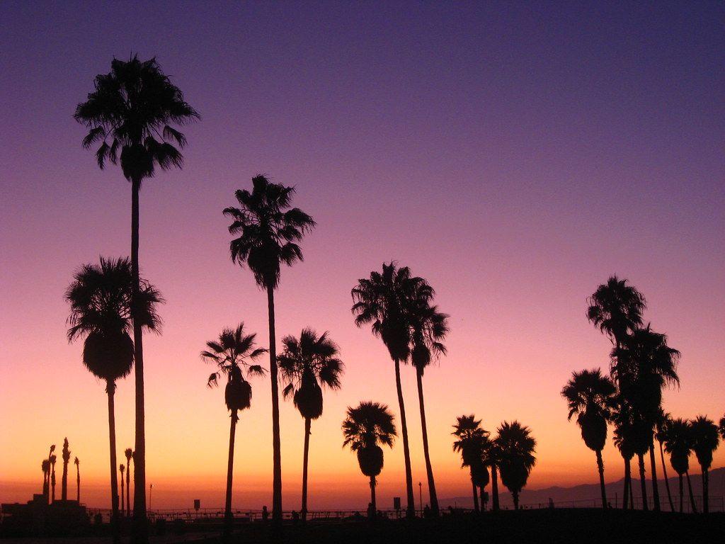  Venice  Beach  Sunset  Wallpapers Top Free Venice  Beach  