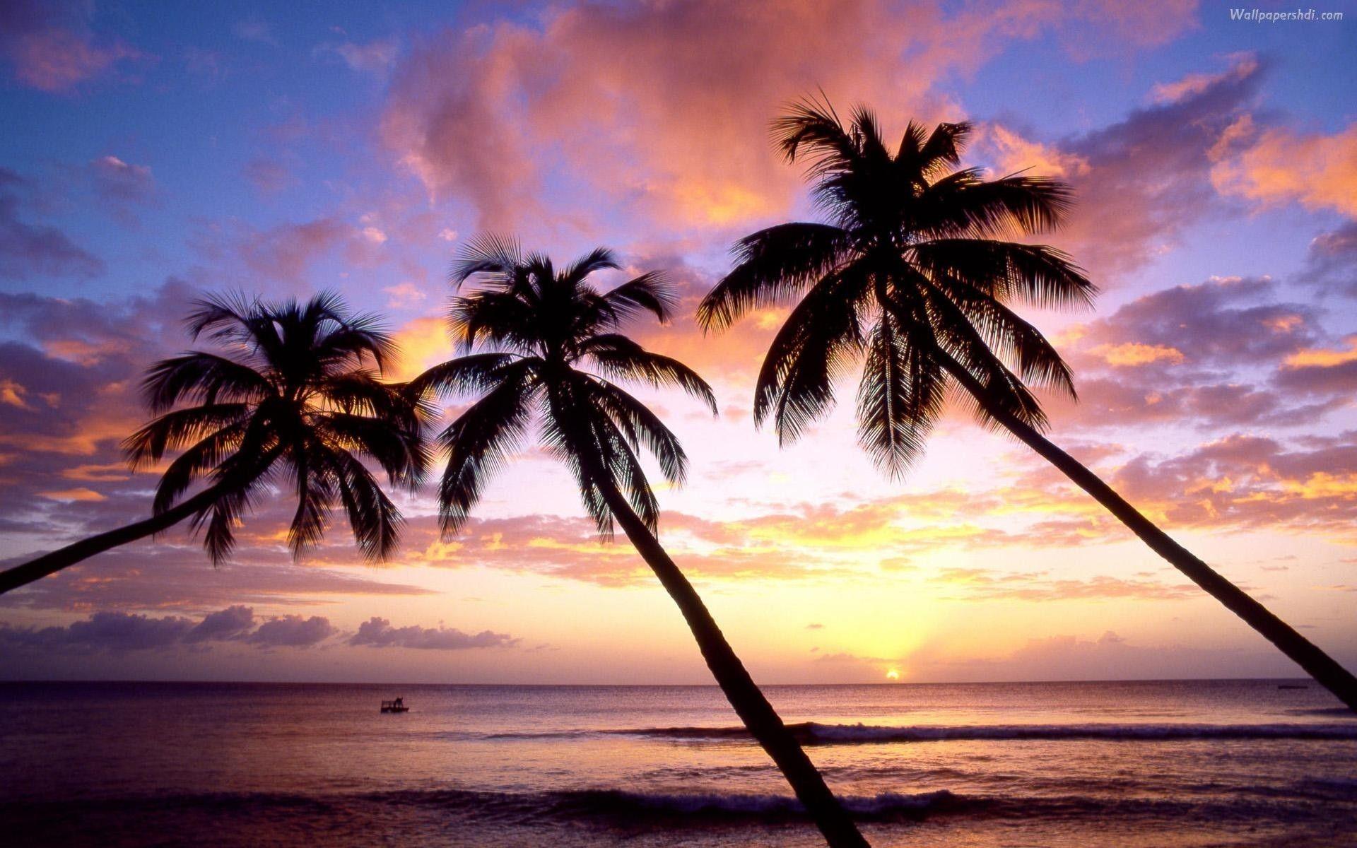 1920x1200 Palm Tree Beach Wallpaper