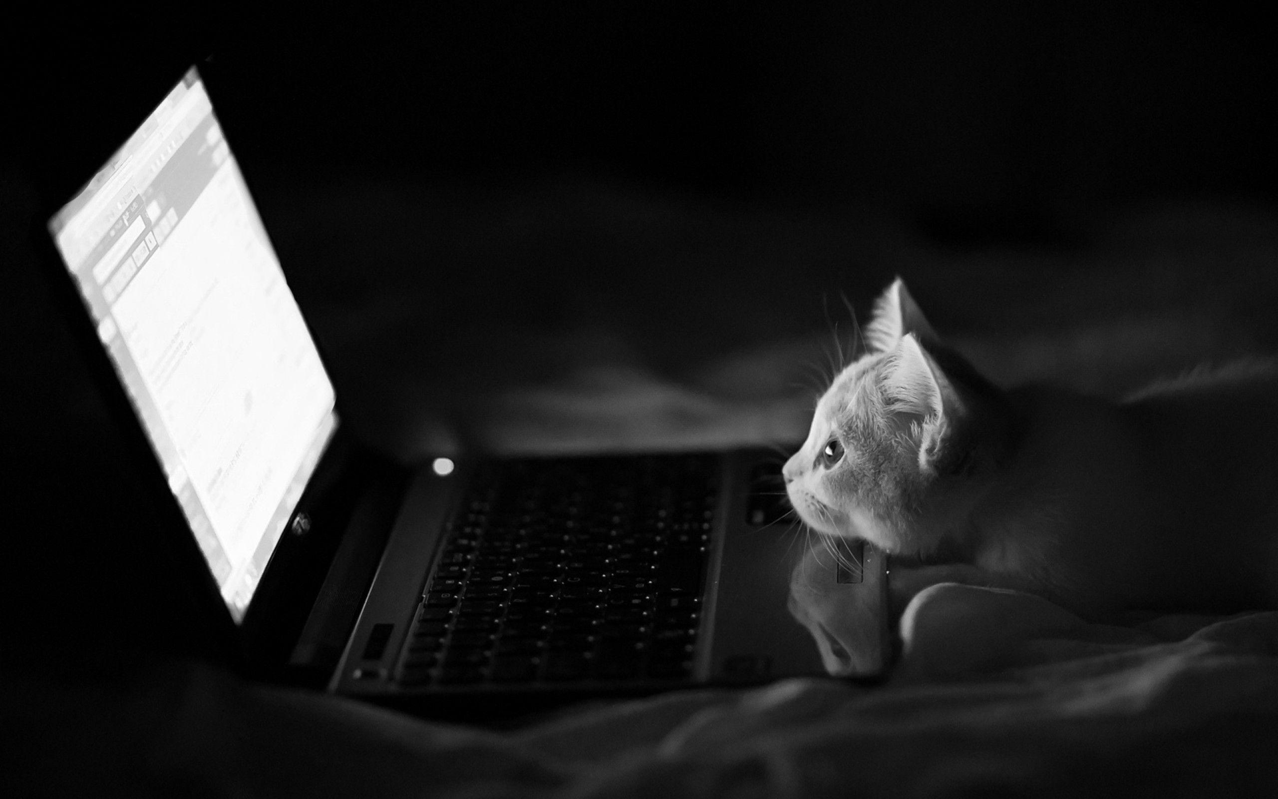 Cat Laptop Wallpapers - Top Free Cat Laptop Backgrounds - WallpaperAccess
