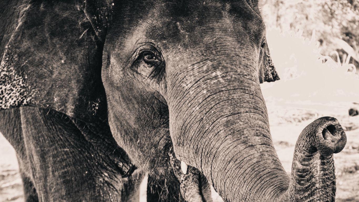 1366x768 Download Wallpaper 1366x768 Elephant, Trunk, Close Up Tablet