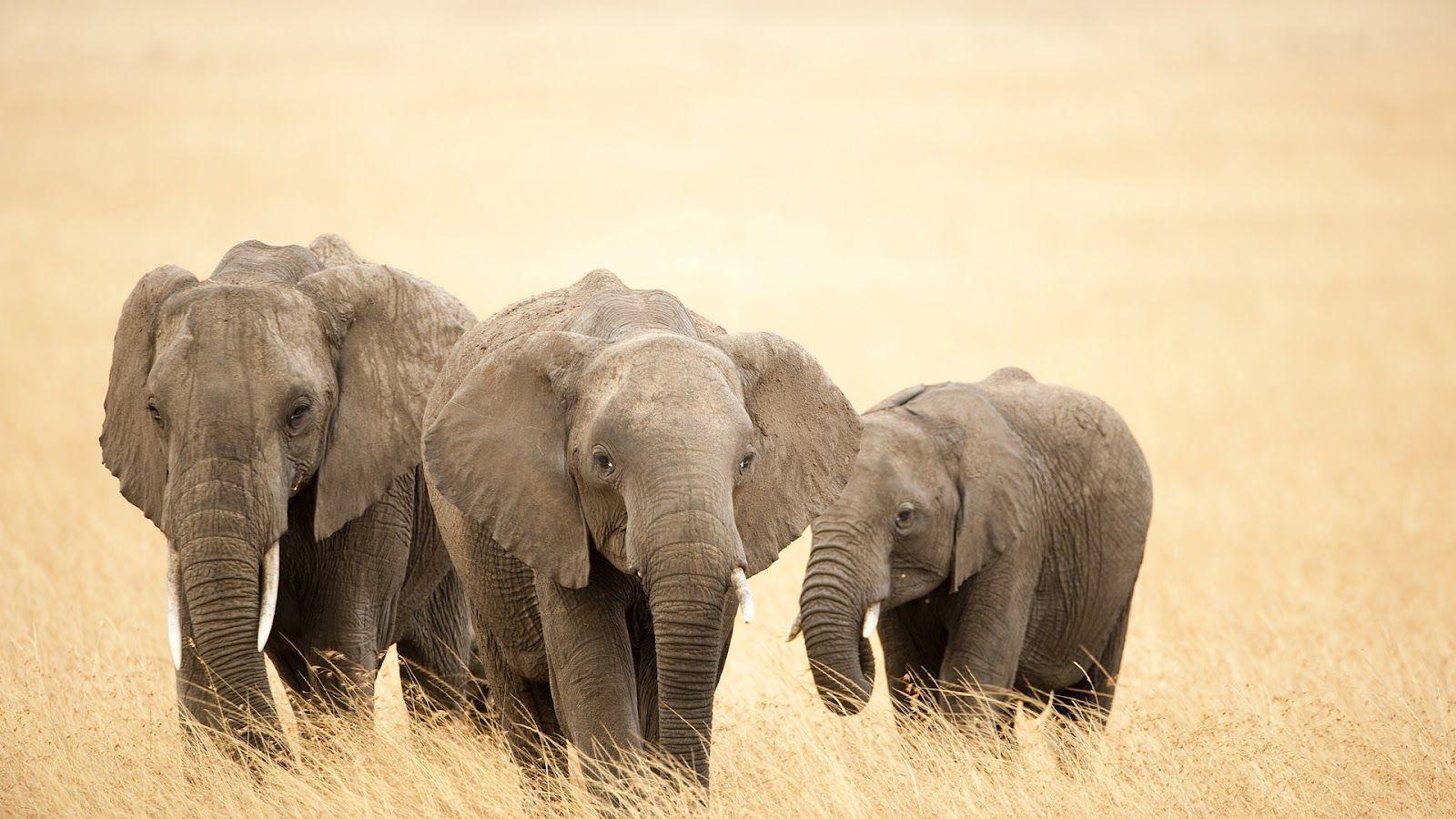 1600x900 Desktop Elephant HD Wallpaper PixelsTalk Laptop Elephant
