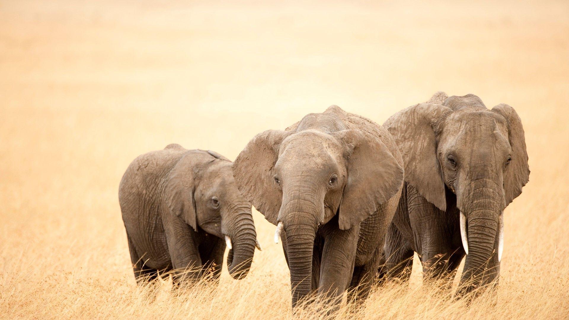 1920x1080 Beautiful Big Three Elephants walking on Dry Grass