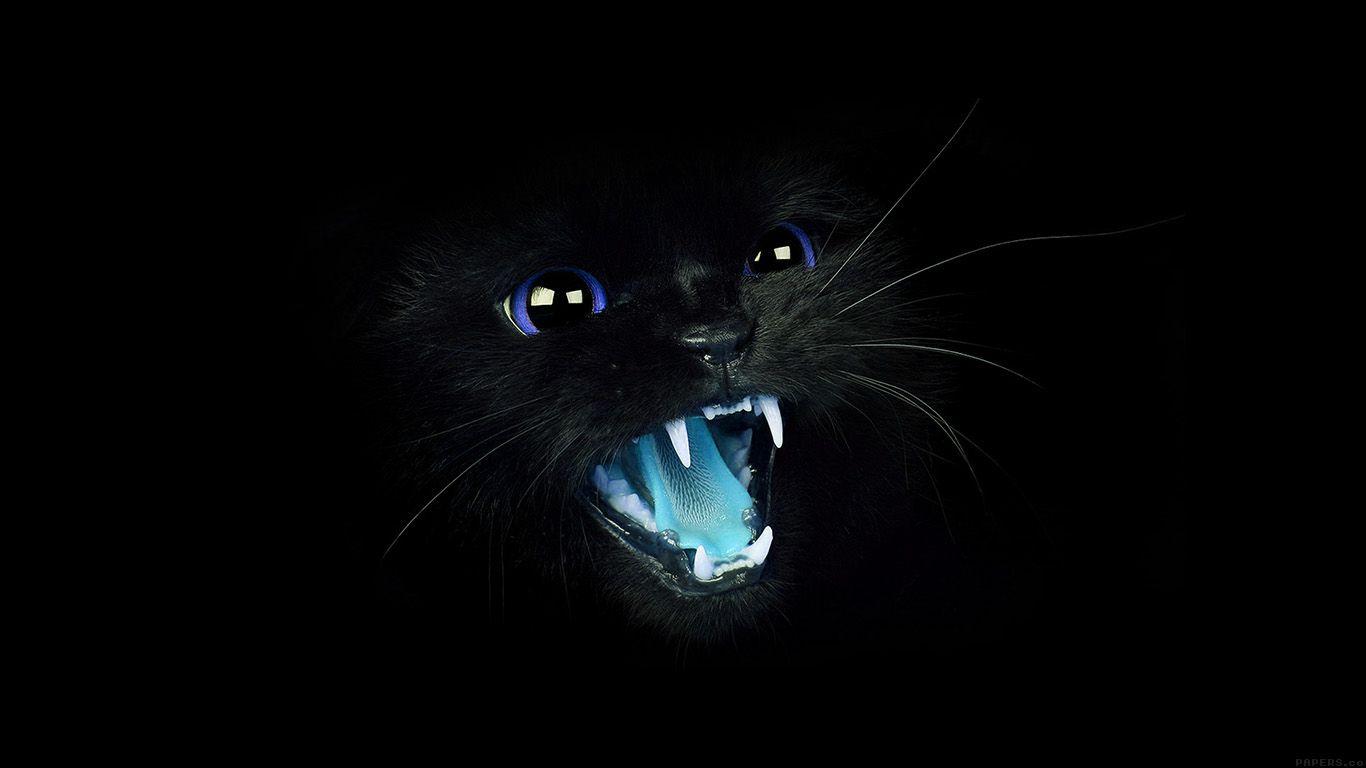 Hình nền HD 1366x768 Cat Black Animal Animal