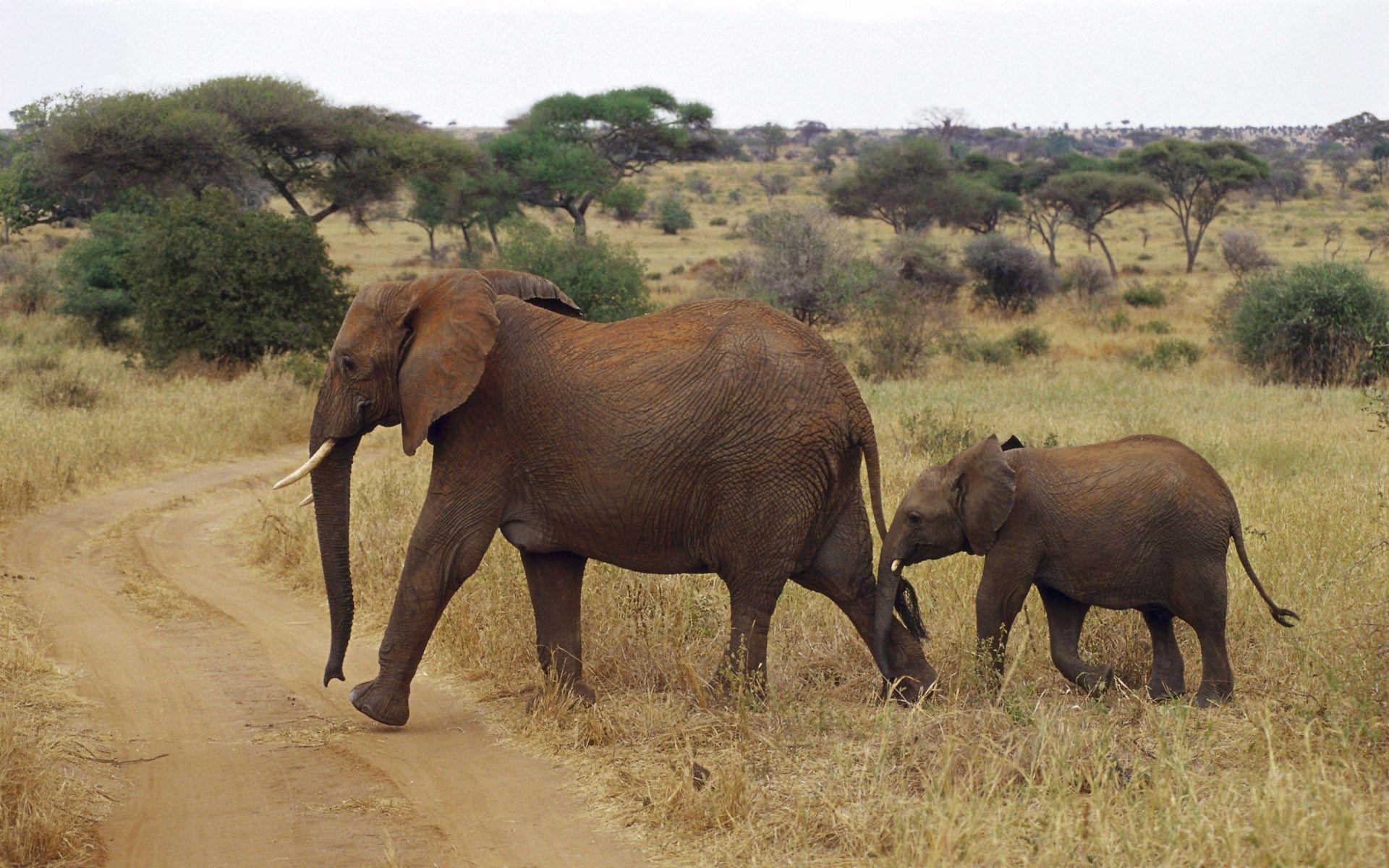1920x1200 elephant HD widescreen wallpaper for laptop. ololoshenka