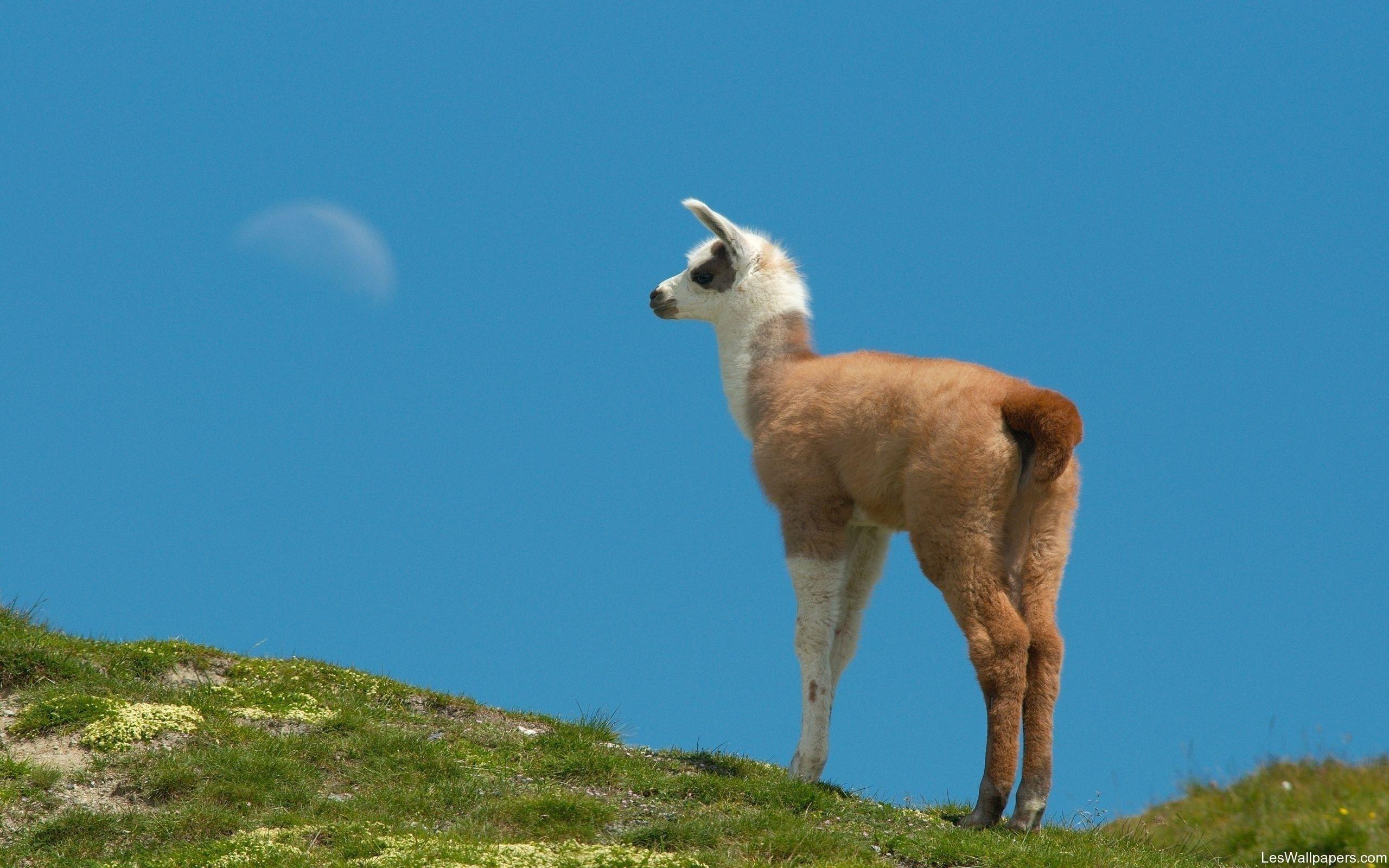 2560x1600 Lama, Background, Picture, Photos, Laptop
