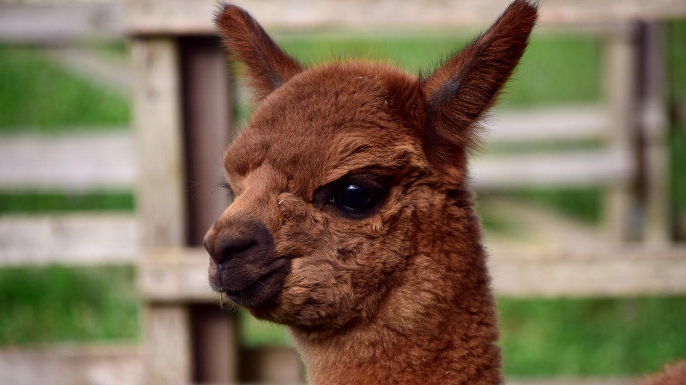 1366x768 Download wallpaper 1366x768 alpaca, muzzle, cute tablet