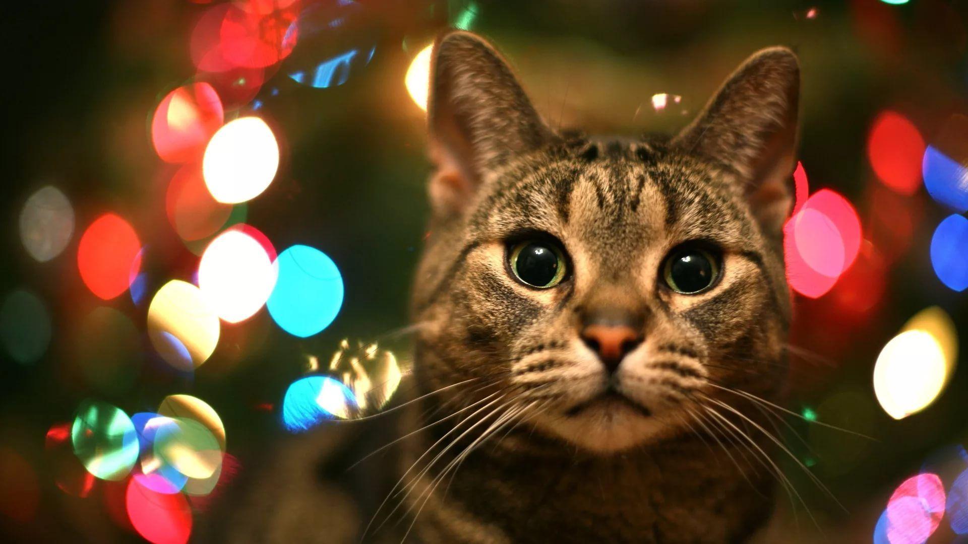 1920x1080 Christmas Cat Wallpaper