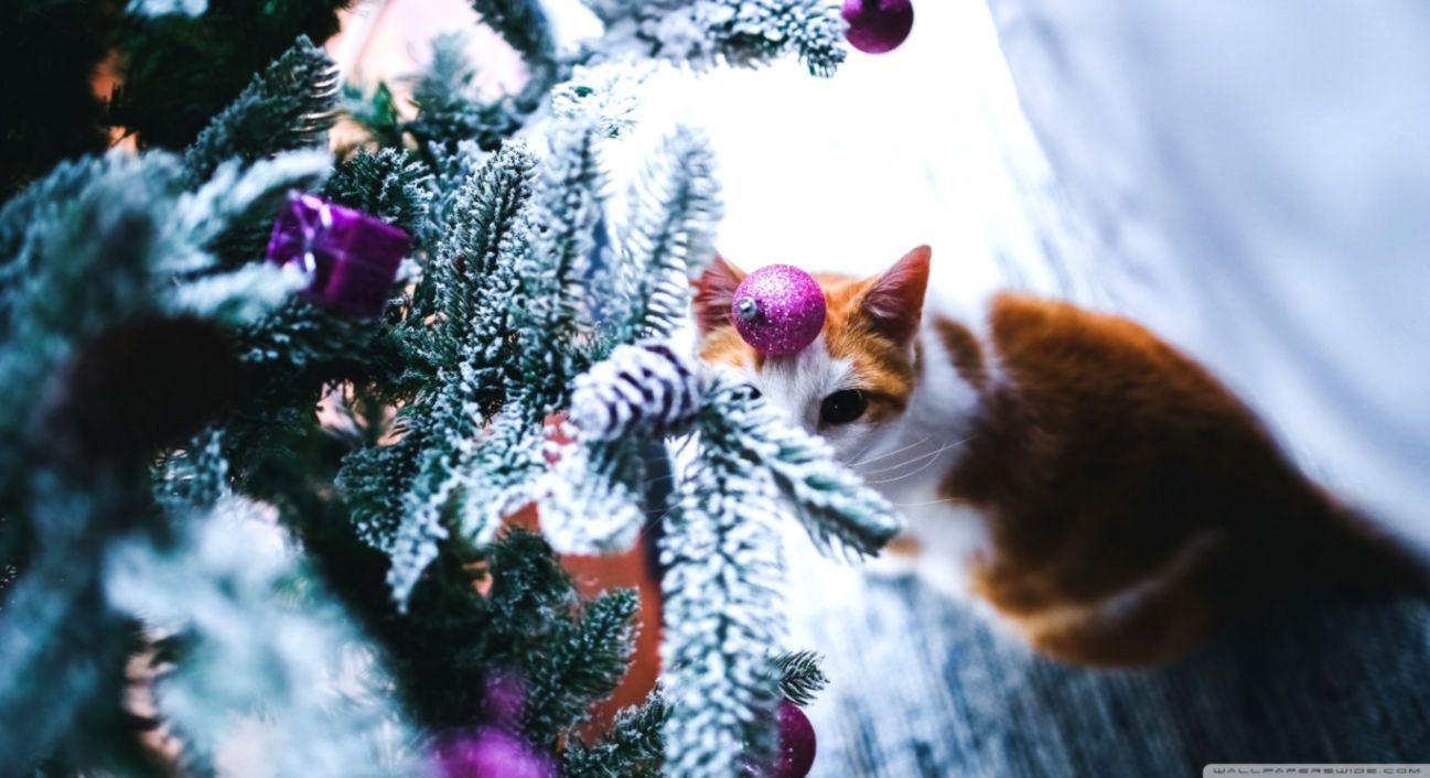 1297x706 Christmas Cats HD Wallpaper