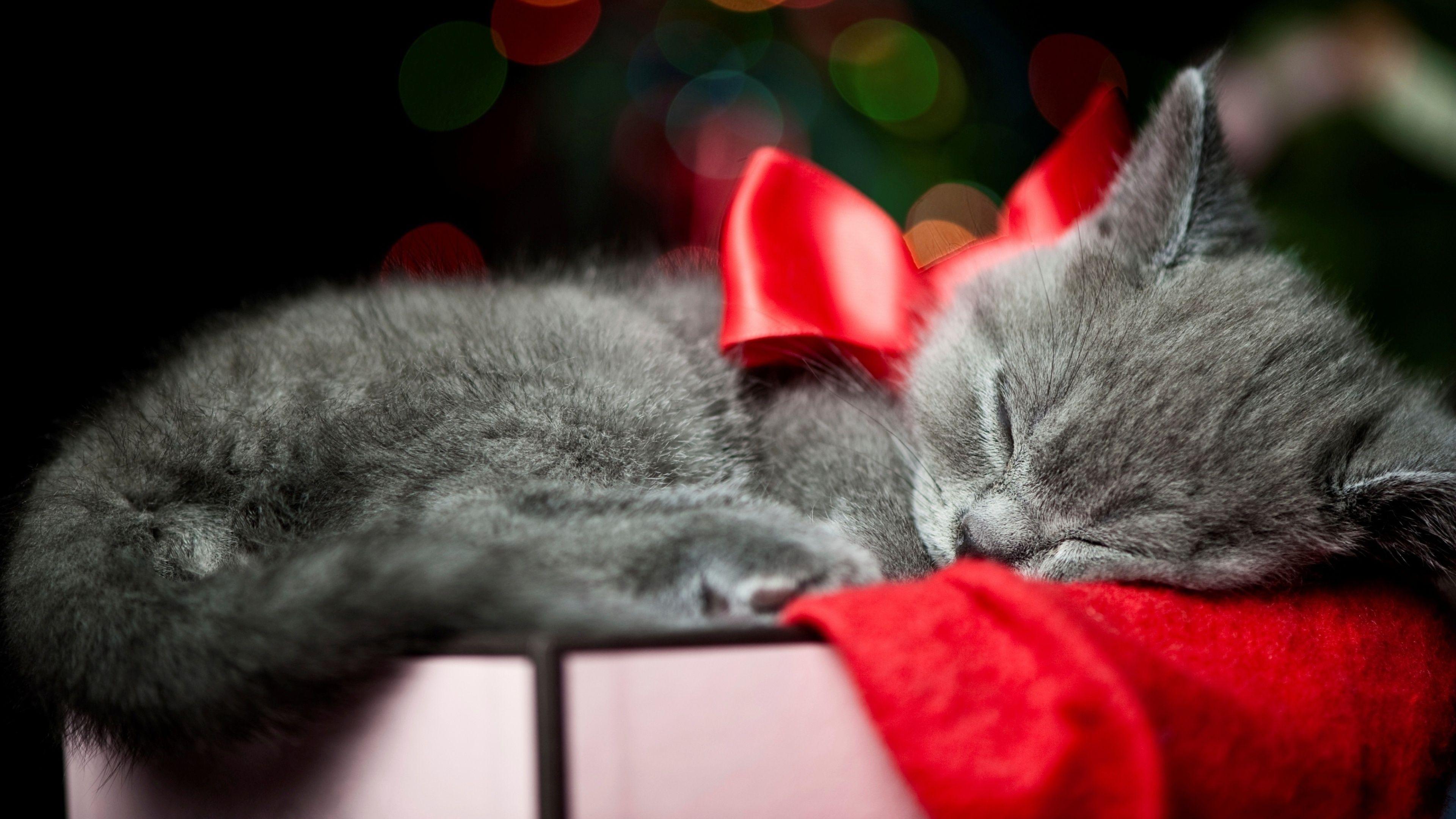 3840x2160 New Year Christmas Cat wallpaper