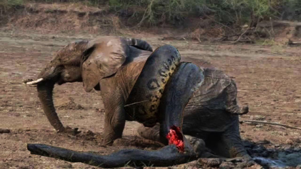 1280x720 Elephant Wallpaper and Background