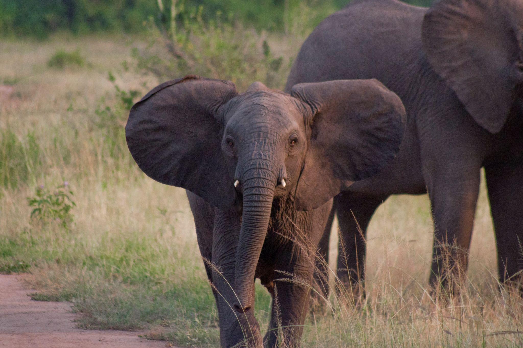 2048x1362 2048x1362 elephant HD widescreen wallpaper