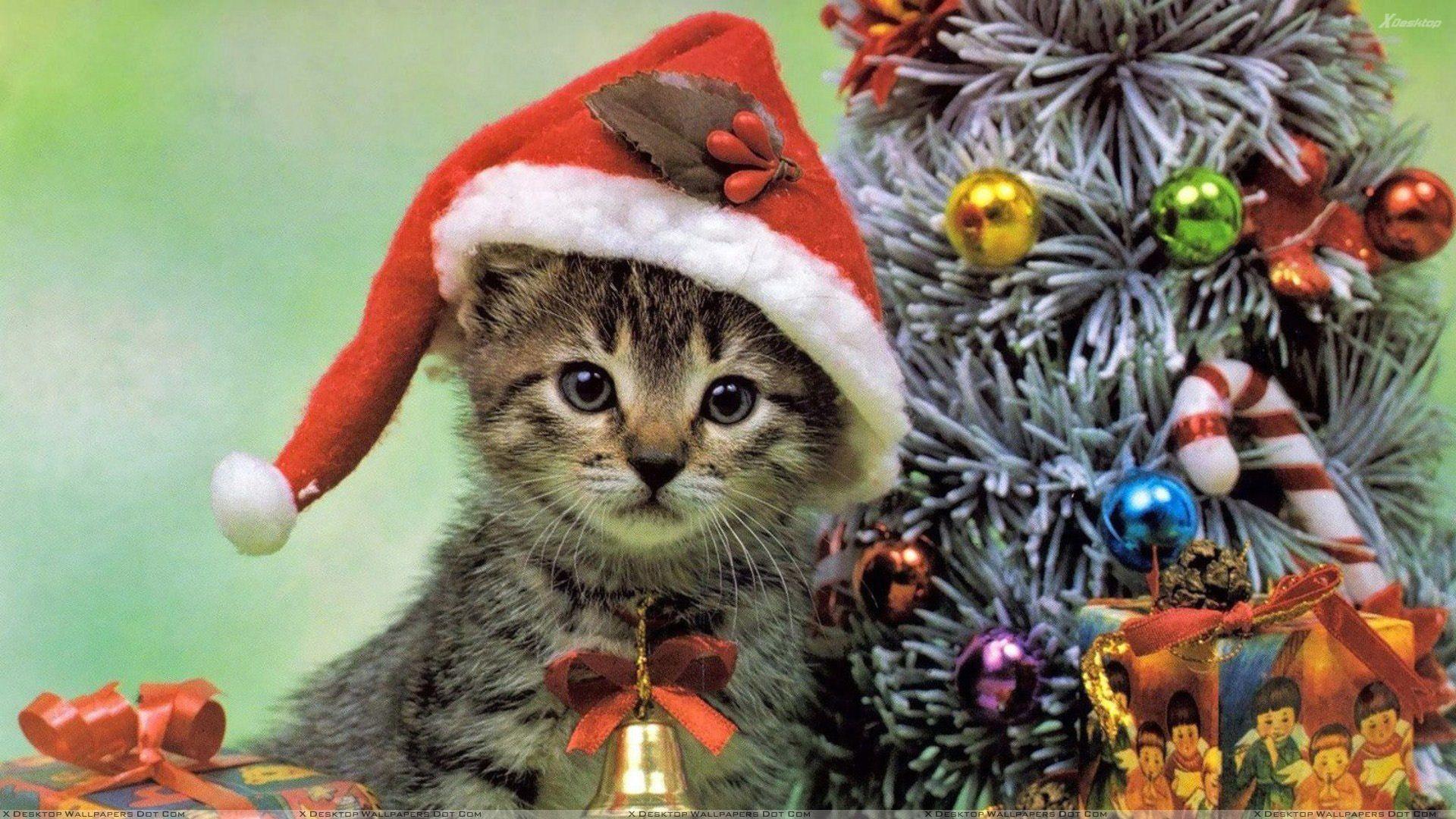 1920x1080 Christmas Cat Wallpaper