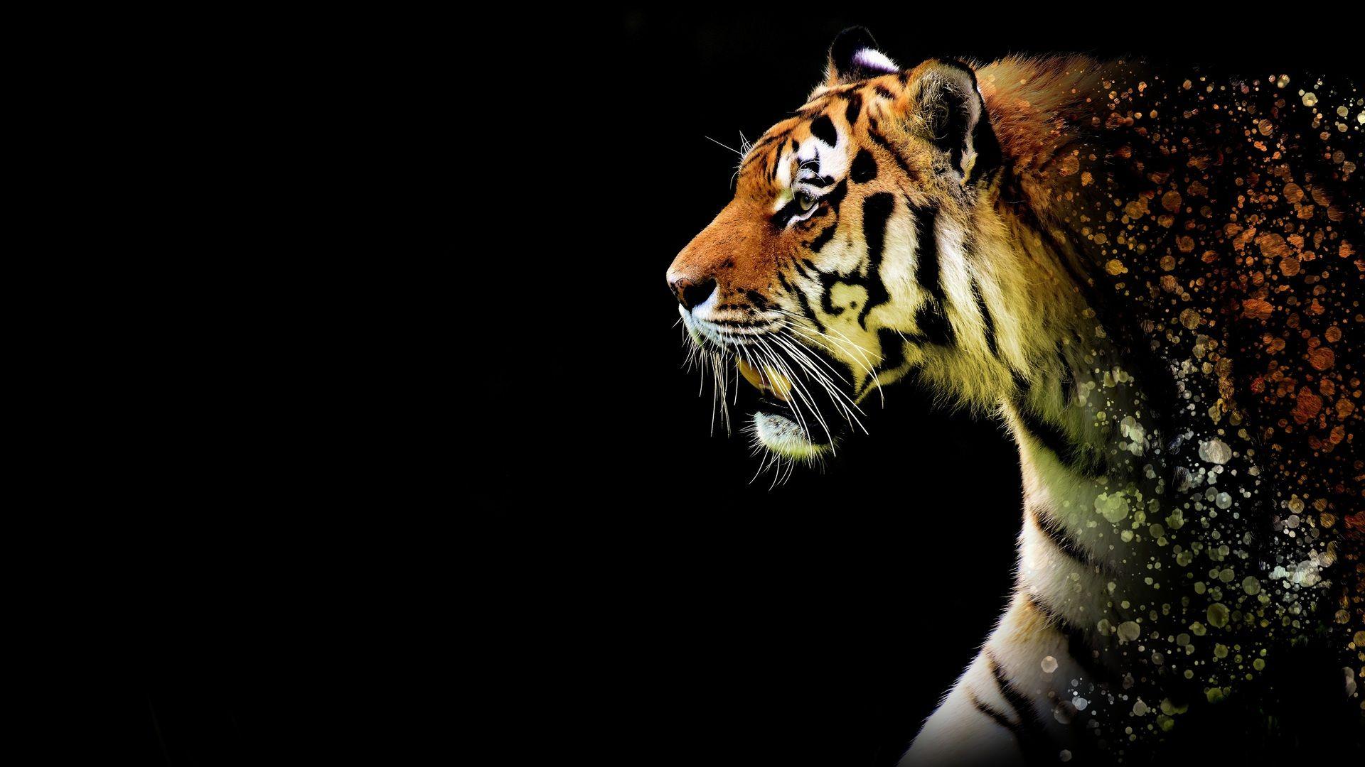 Tiger Laptop Wallpapers - Top Free Tiger Laptop Backgrounds