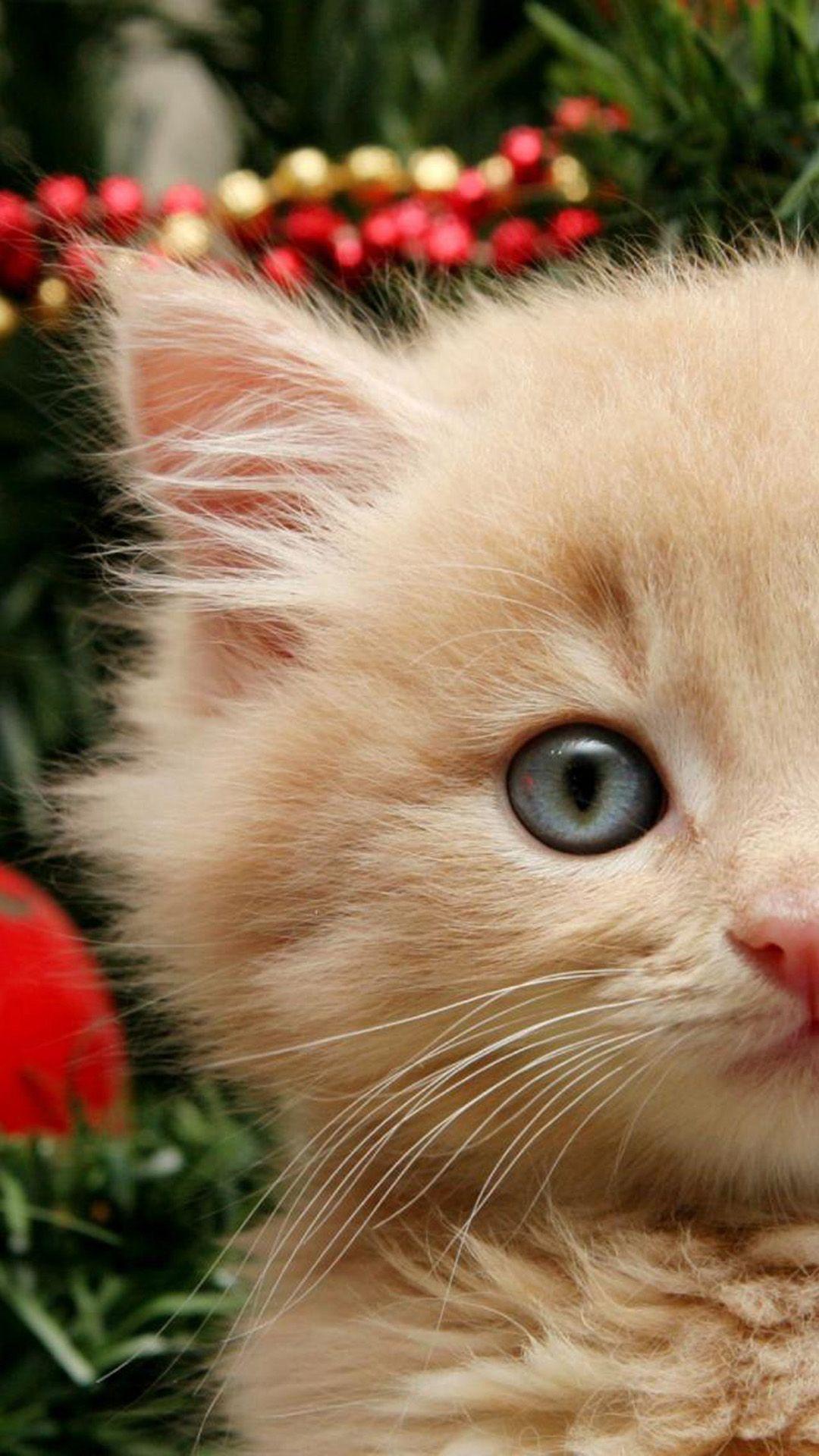 1080x1920 Christmas Cat Wallpaper for Galaxy S5