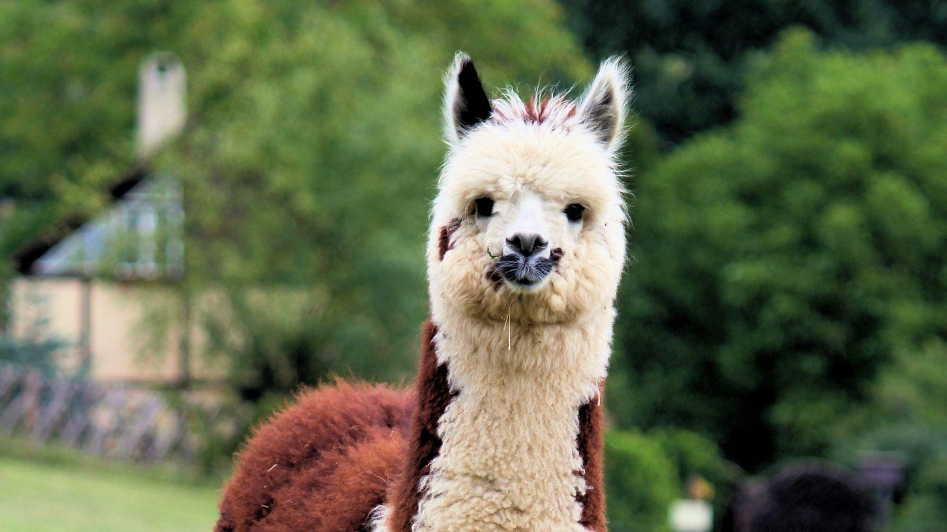 1366x768 Download wallpaper 1366x768 llama, cute, funny, animal