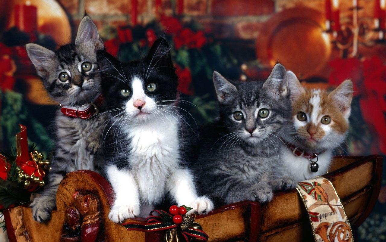 1280x804 Christmas Cats wallpaper. Christmas Cats