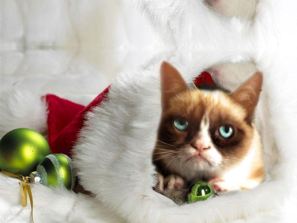 1024x768 Grumpy Christmas Cat Wallpaper Download