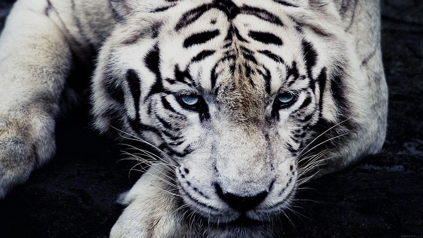 1366x768 wallpaper for desktop, laptop. white tiger animal