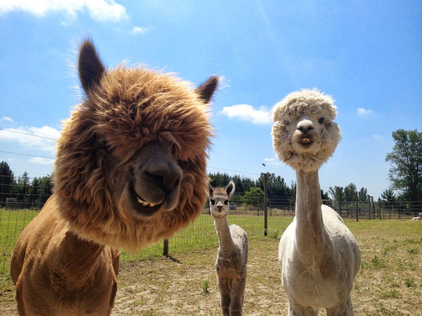 1600x1200 Alpaca HD