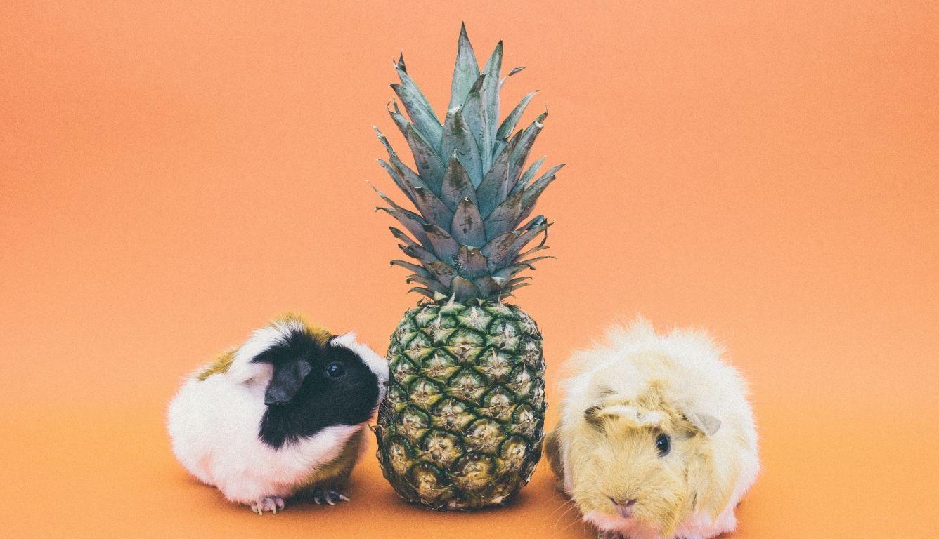 1336x768 guinea pigs, pineapple, rodent HD Laptop Wallpaper