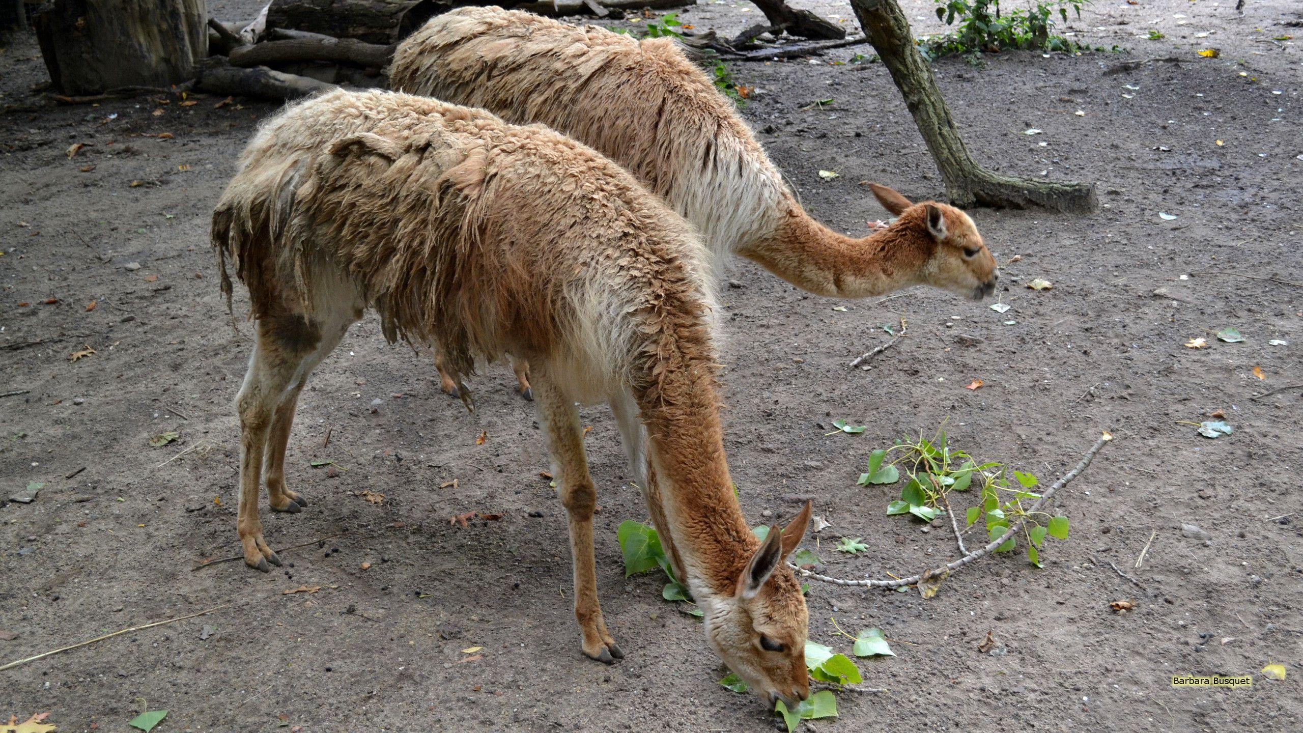2560x1440 Llamas in zoo