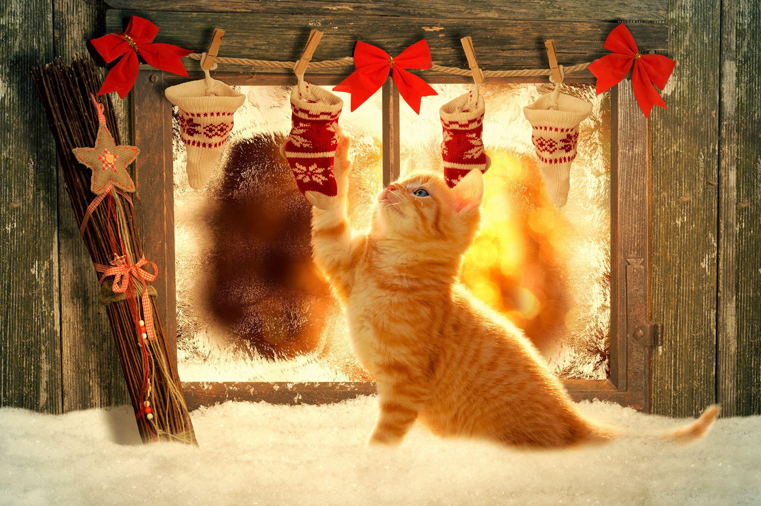 2560x1703 Wallpaper Kittens cat Christmas red orange Snow Window bow
