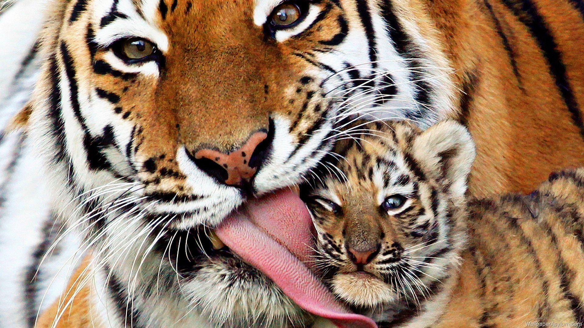 1920x1080 Tiger HD Wallpaper