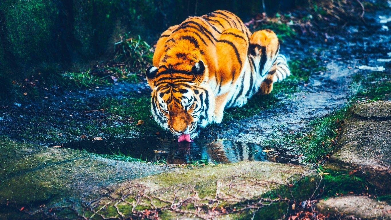 1366x768 Download 1366x768 Tiger, Drinking Water, Predator, Big Cats