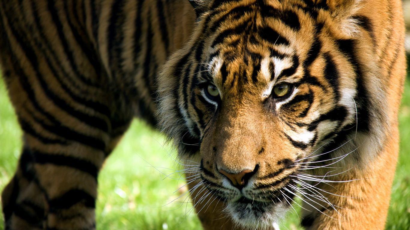 1366x768 Download wallpaper 1366x768 tiger, anger, aggression