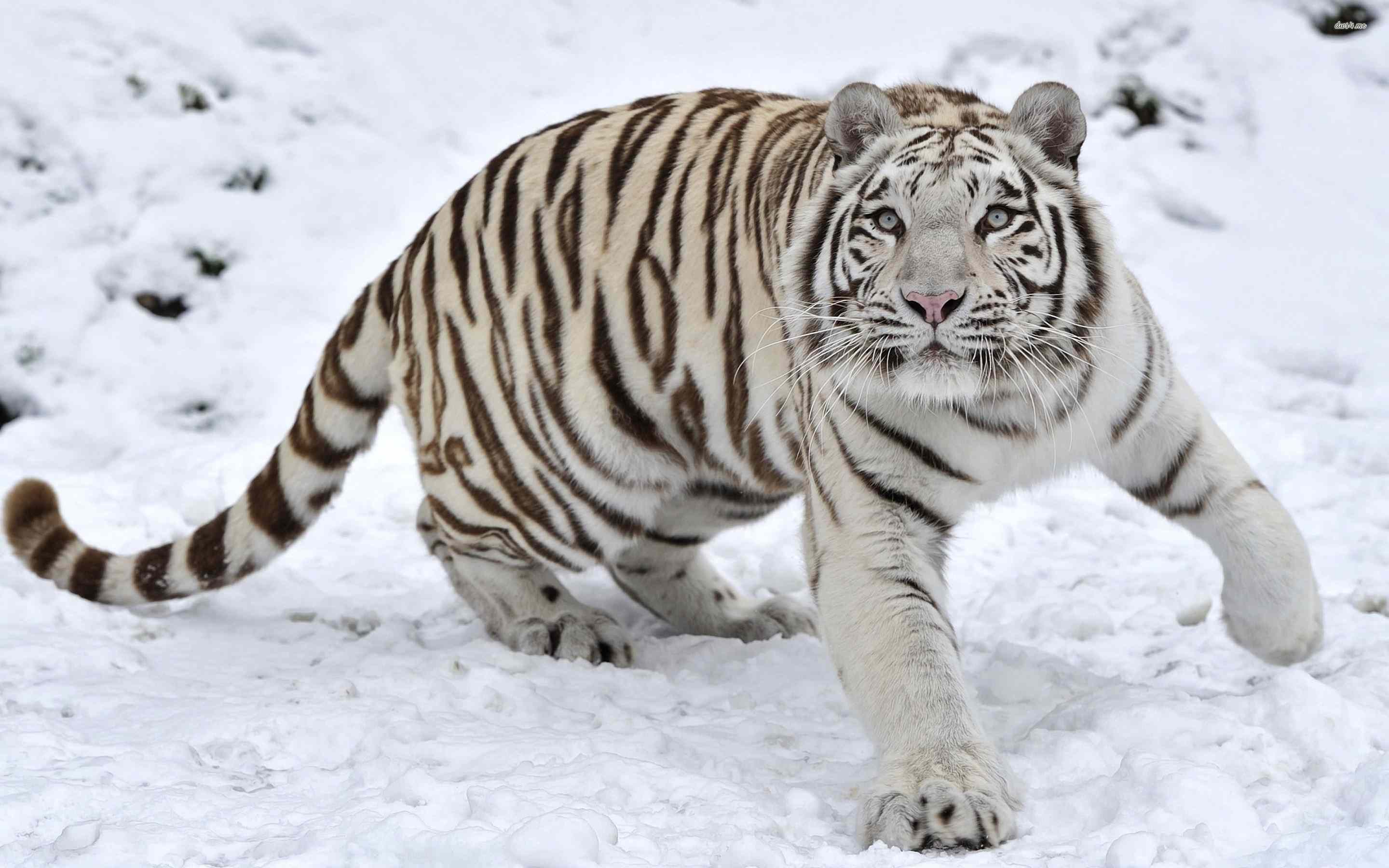 2880x1800 White Tiger Photo for Laptop