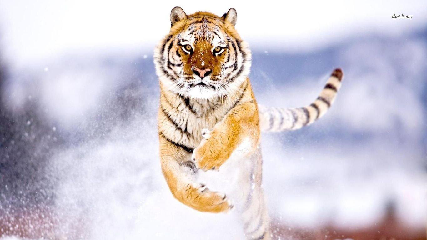 1366x768 Tiger wallpaper 1366x768 (laptop) desktop background