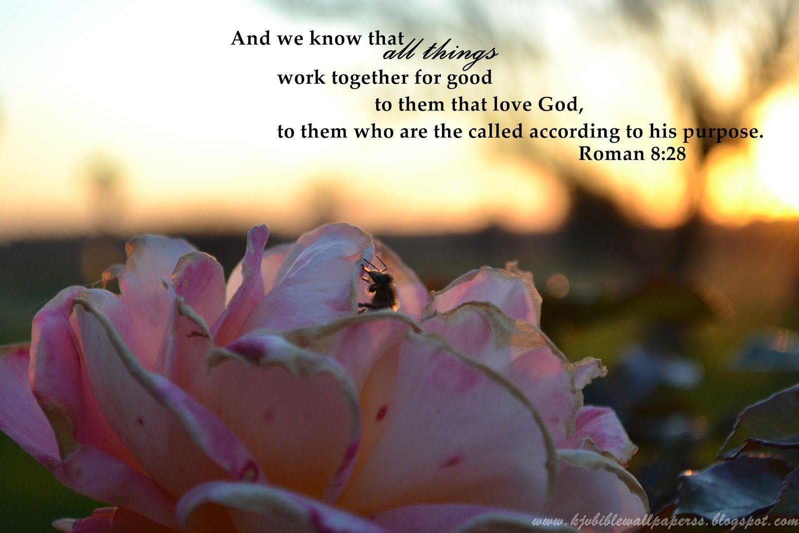 1600x1067 KJV Bible Wallpaper: Romans 8:28