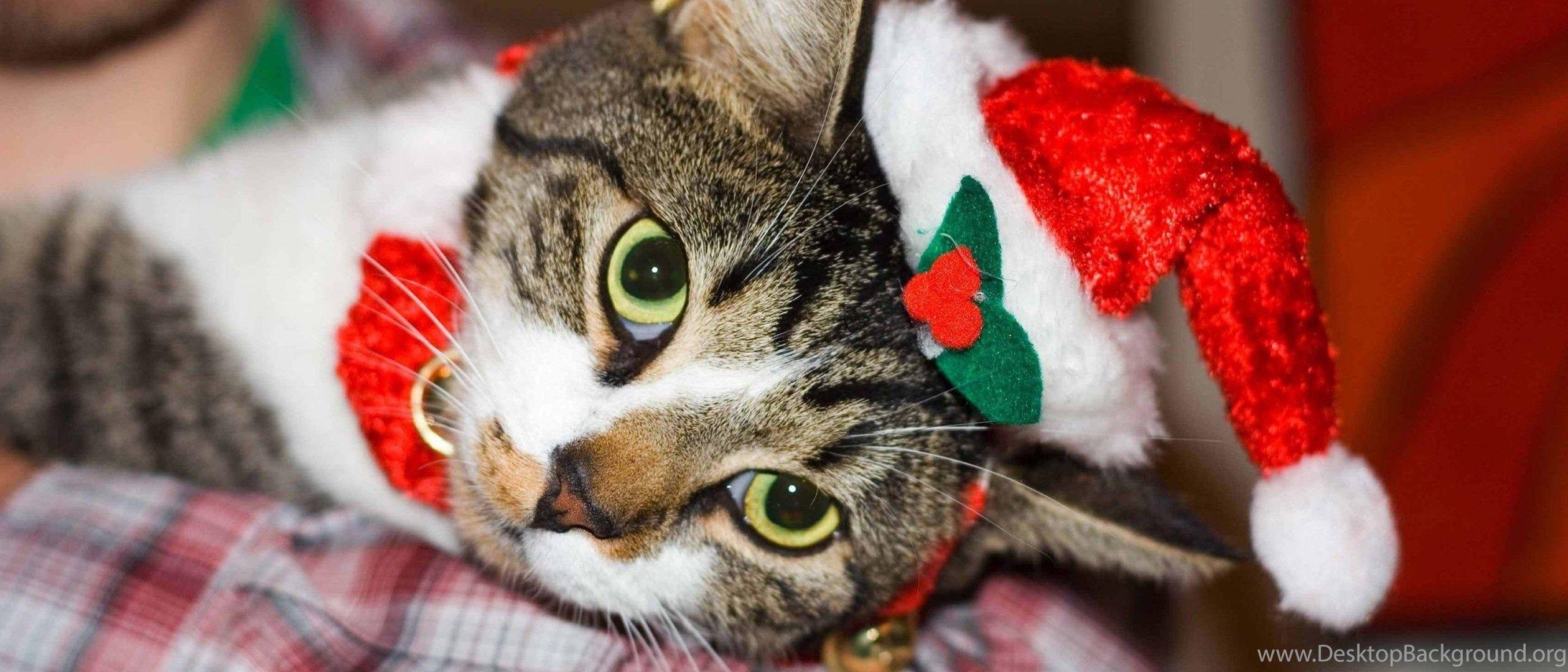 2520x1080 Christmas Cat Wallpaper Animal Wallpaper Desktop Background