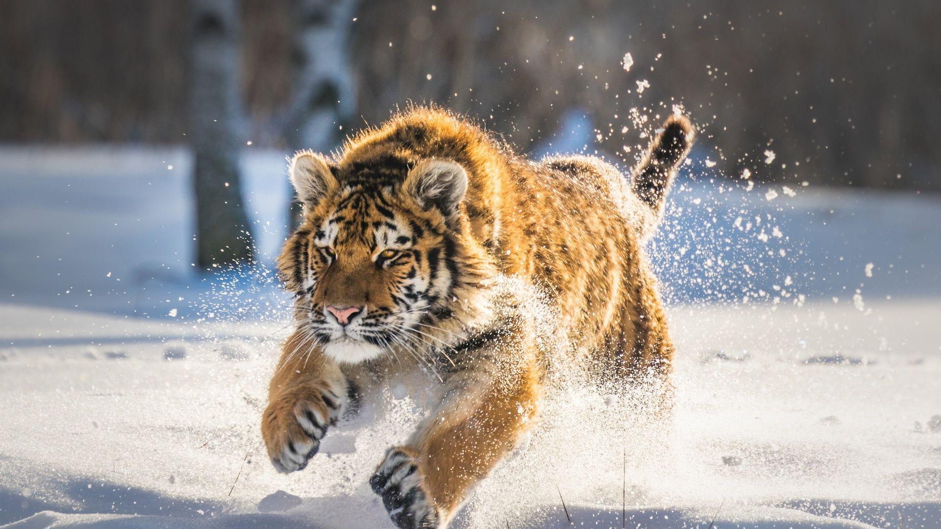 1920x1080 Cute Tiger Cub Running Laptop Full HD 1080P HD 4k
