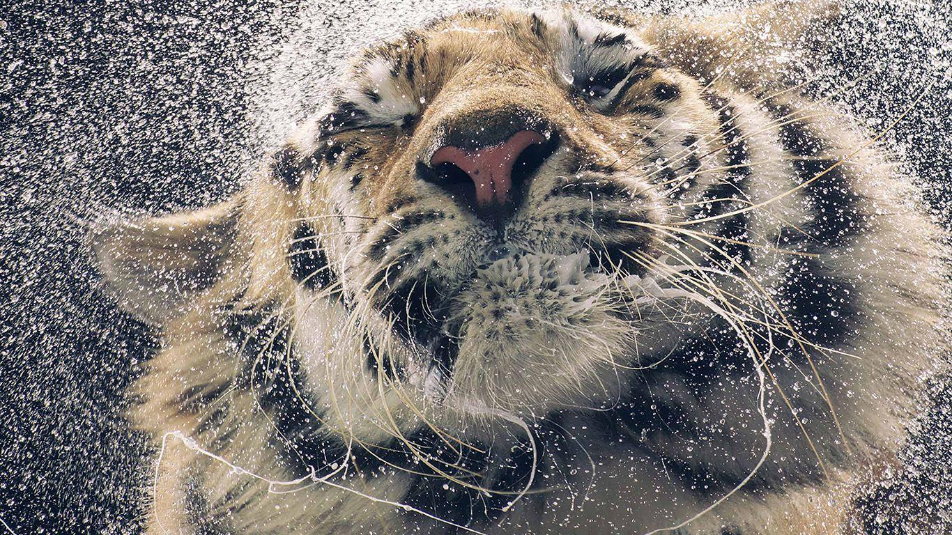 1366x768 wallpaper for desktop, laptop. kanja shaking tiger