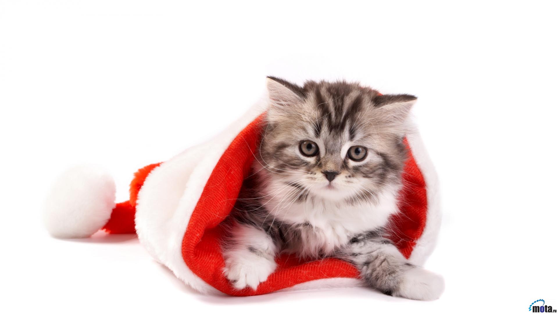 1920x1080 Christmas Cat Wallpaper Desktop