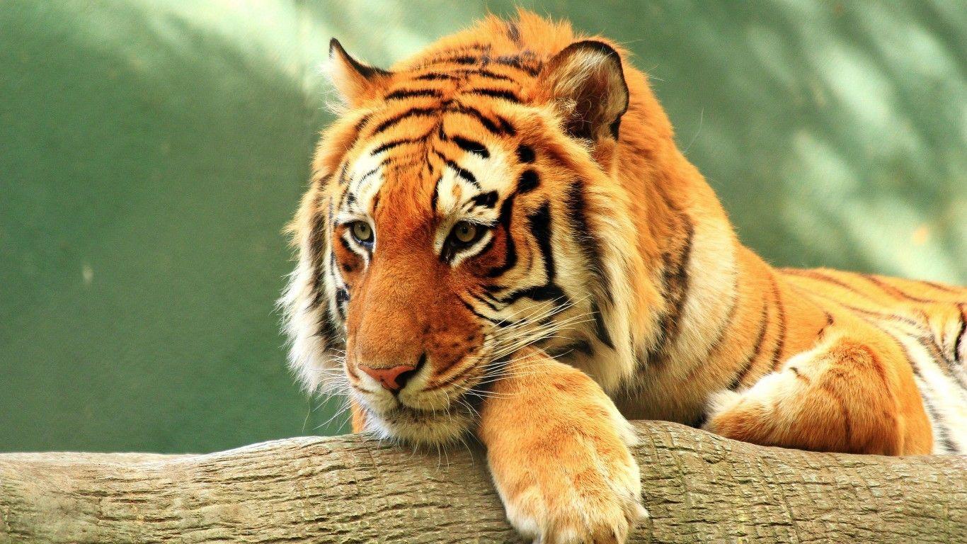 1366x768 Download 1366x768 Tiger, Lying Down, Majestic, Predator, Big