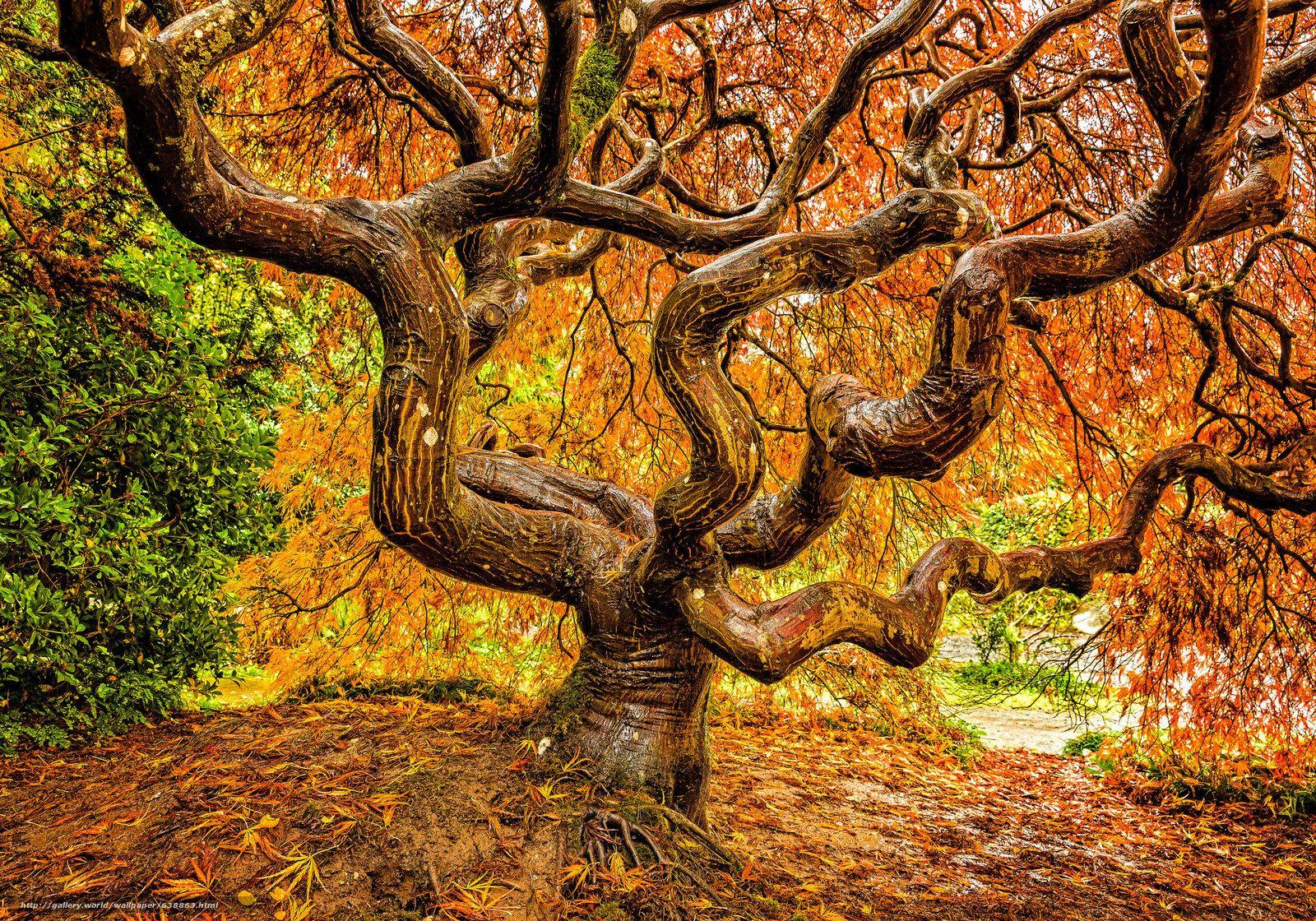 1600x1120 Download wallpaper Kubota Garden, Seattle, garden, park.derevo free