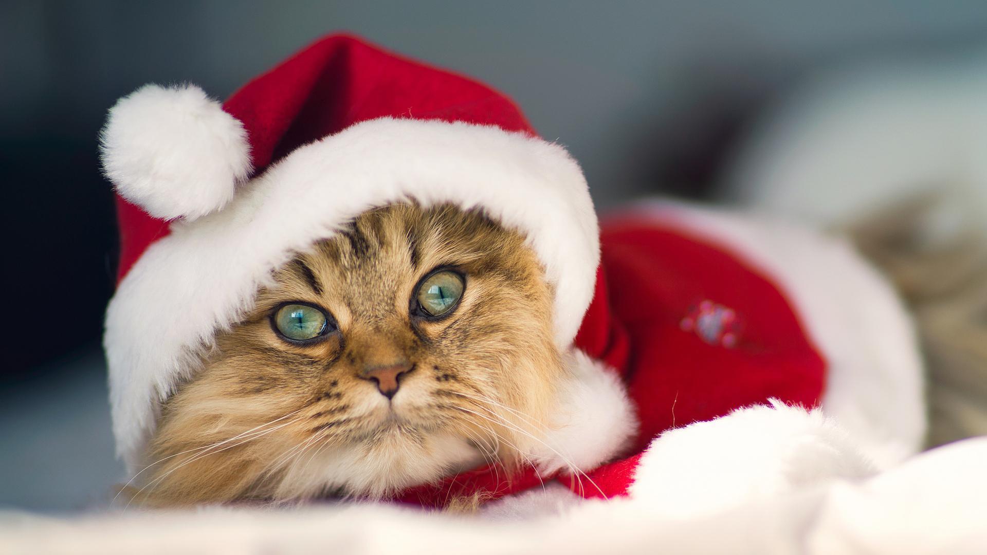 1920x1080 Christmas Cat Desktop Background