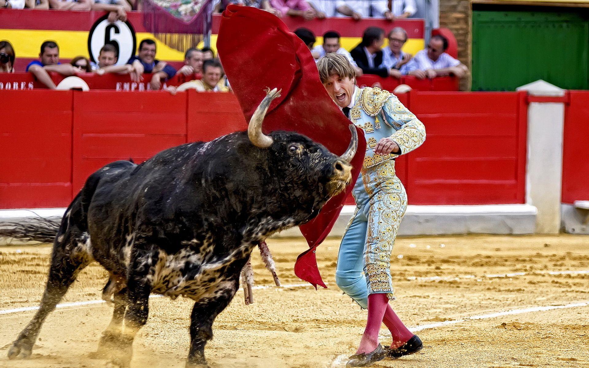 1920x1200 Bullfighting sports men people spain spanish action animals