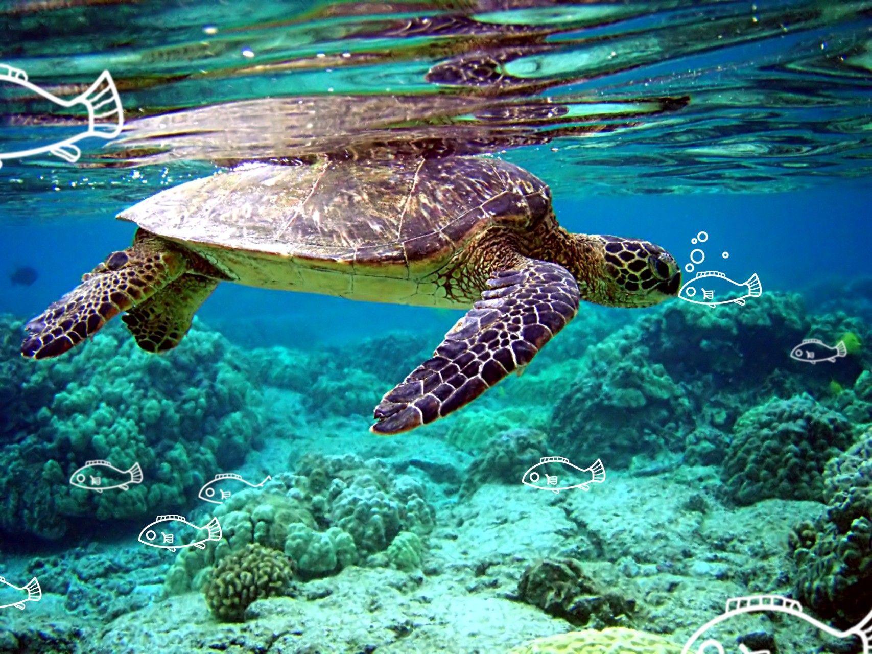 1707x1280 Green Turtle Background HD. chris. Green turtle