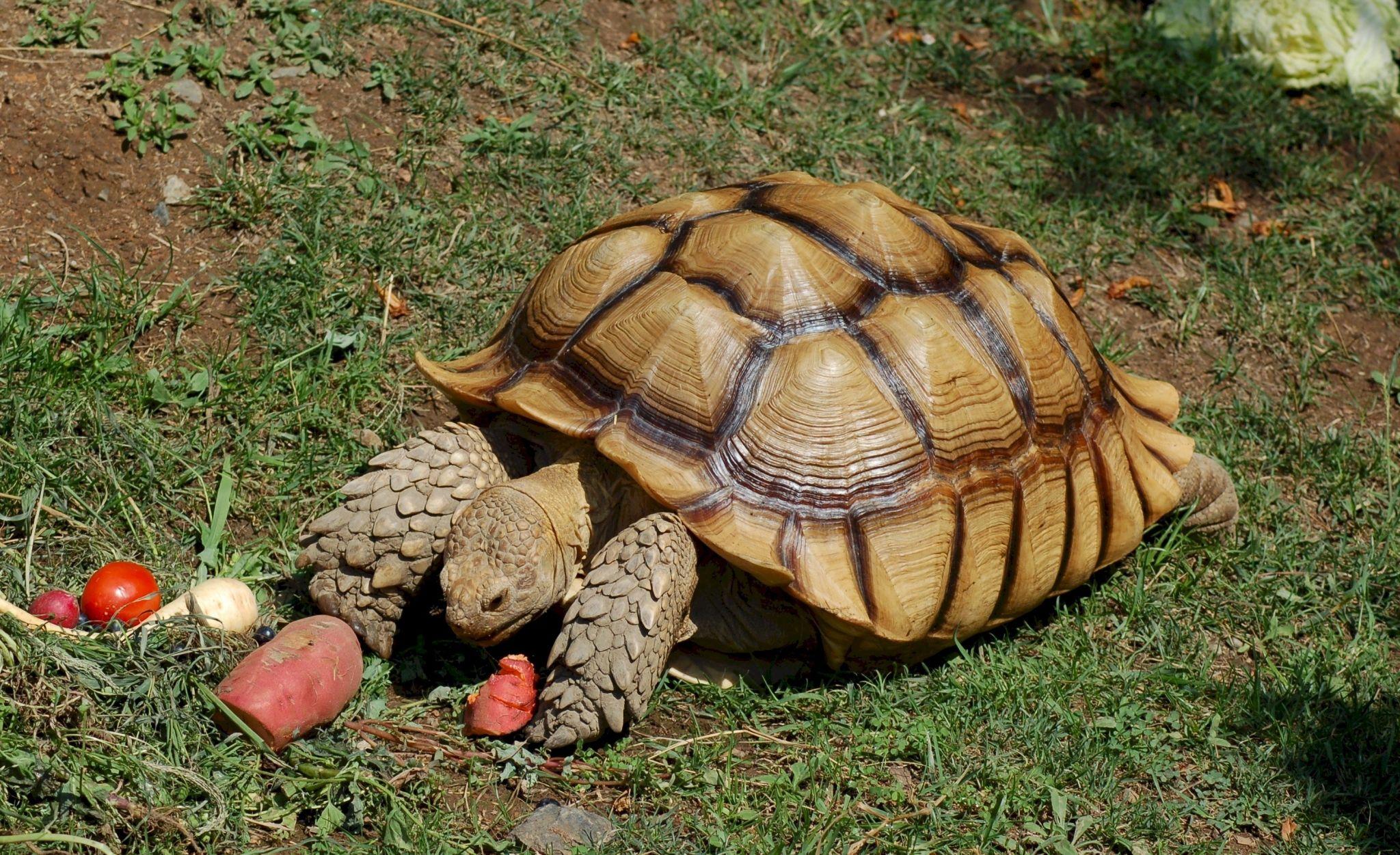 Turtle Laptop Wallpapers - Top Free Turtle Laptop Backgrounds