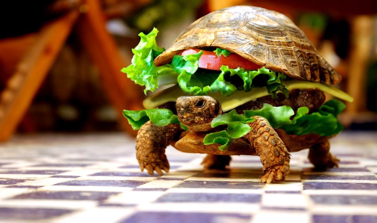1596x945 Funny 3D Animal Turtle Wallpaper HD