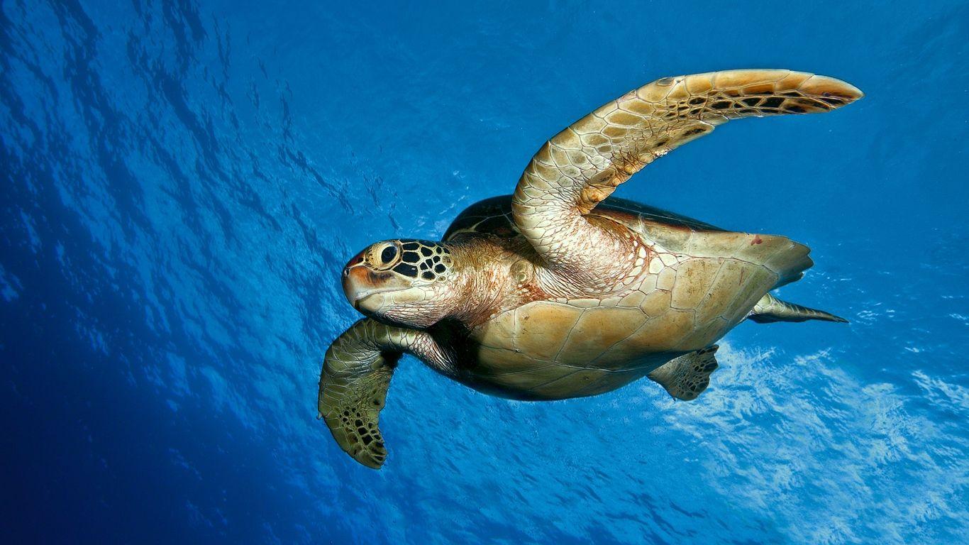 Turtle Laptop Wallpapers - Top Free Turtle Laptop Backgrounds ...