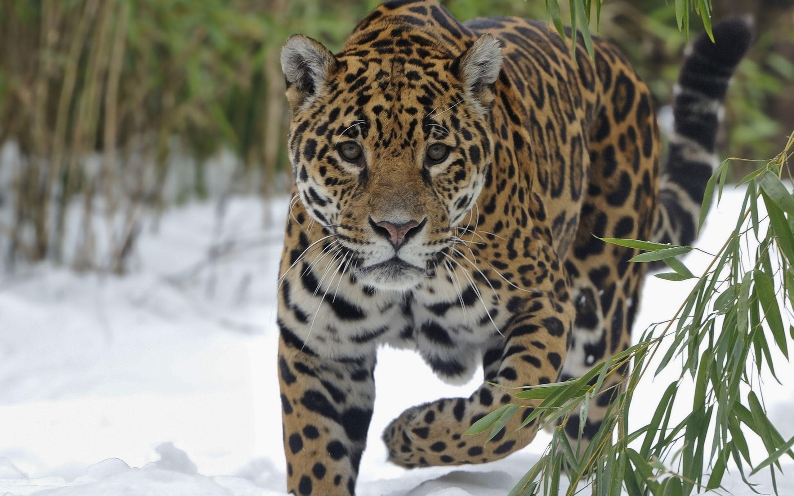 2560x1600 Jaguar HD