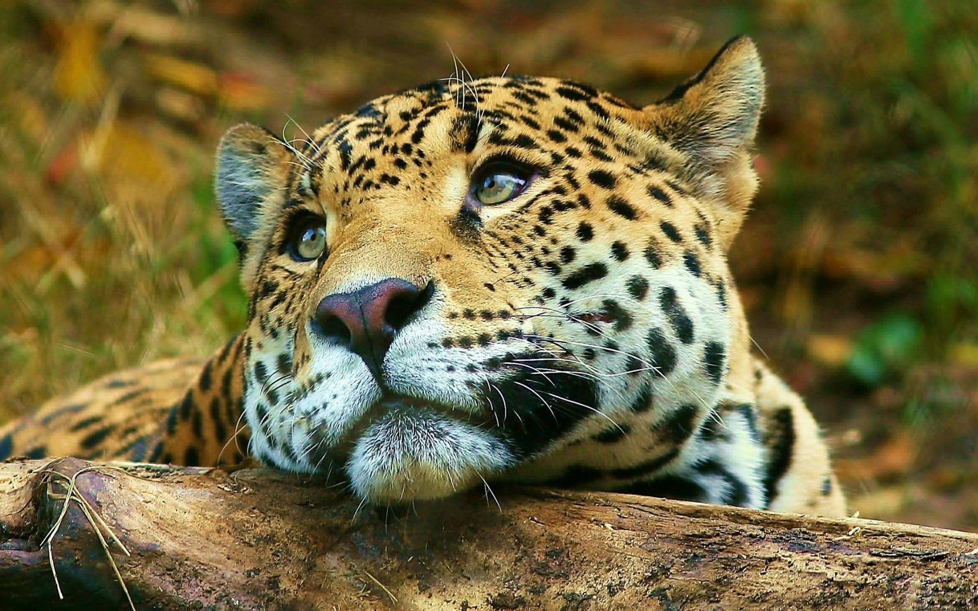 Jaguar Animal Wallpapers - Top Free Jaguar Animal Backgrounds ...