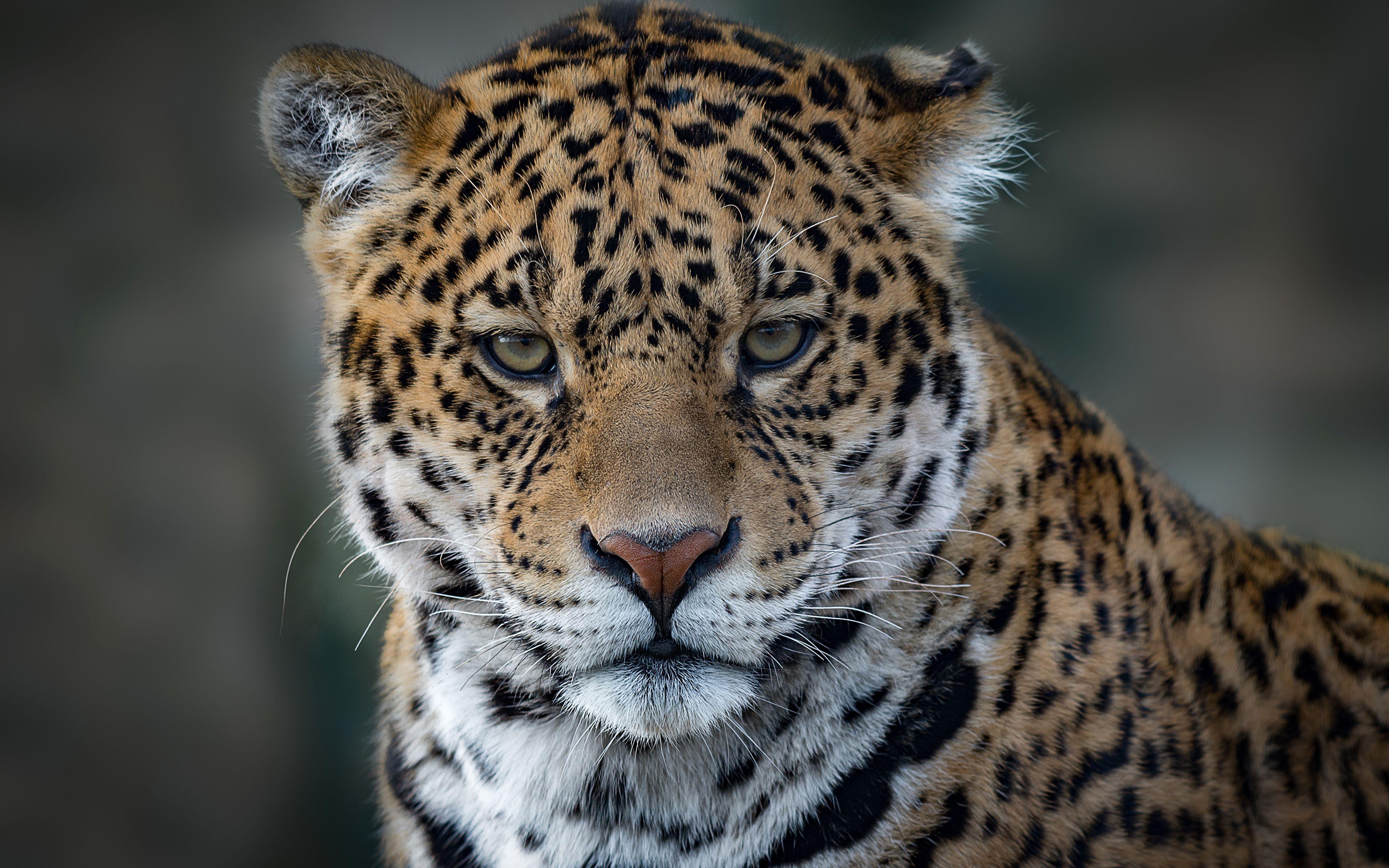 Jaguar Animal Wallpapers - Top Free Jaguar Animal Backgrounds