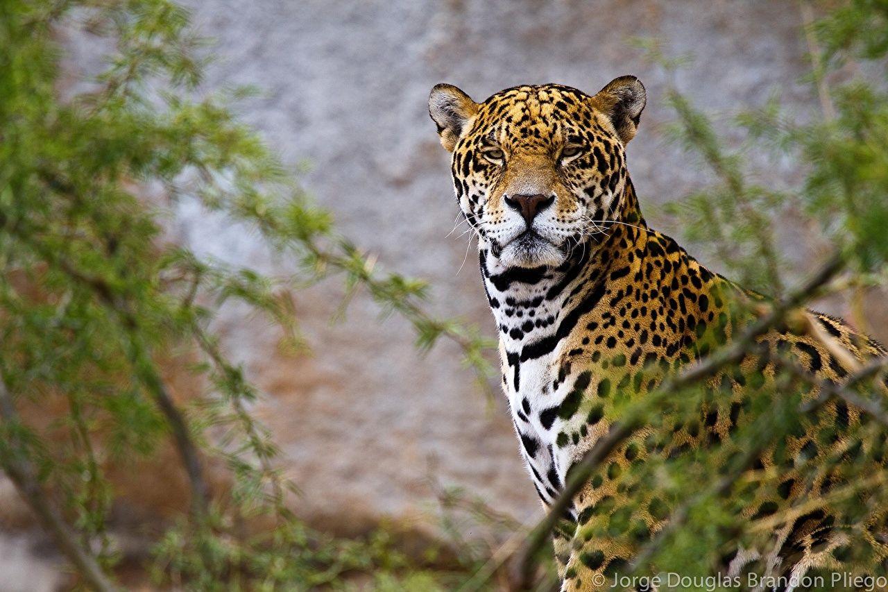 1280x853 Desktop Wallpaper Jaguars Big cats Animals