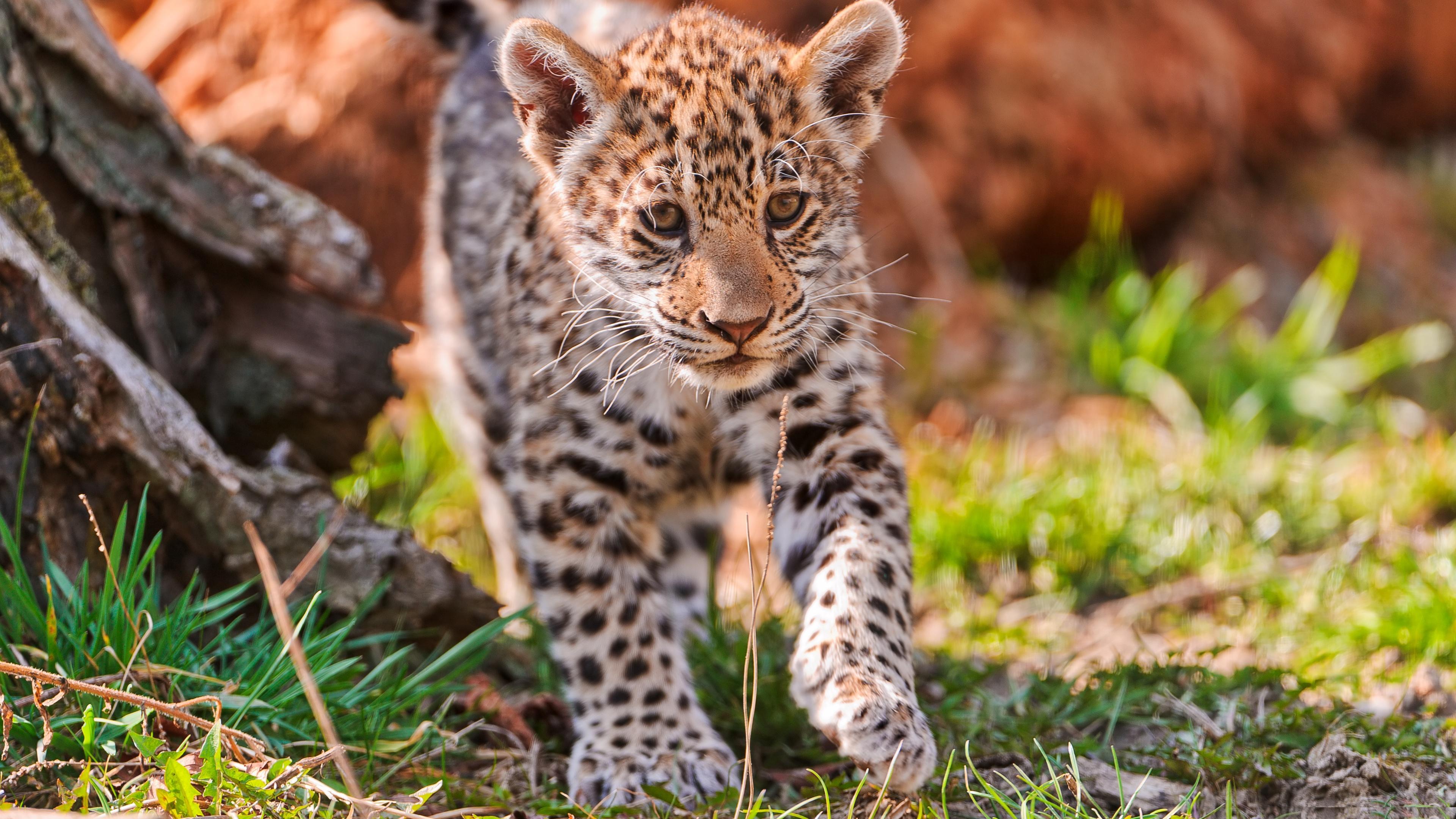3840x2160 Jaguar Animal HD Wallpaper. Jaguar Animal Picture. Cool